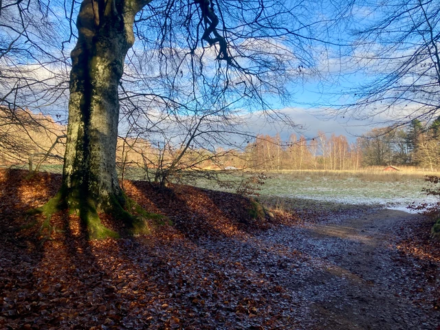 Udsigt fra skov over eng